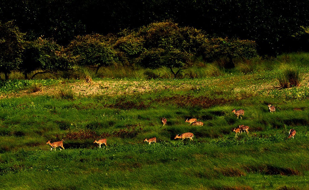 অনিশ্চয়তায় খুলনার পর্যটন শিল্প: সুন্দরবনের দুয়ার এখনো বন্ধ