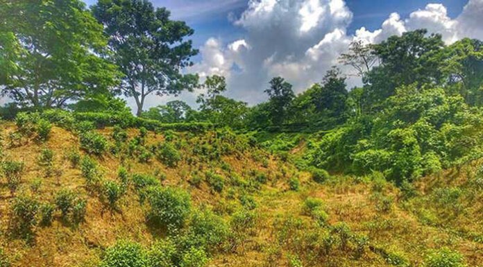 ২ লাখ ৮৭ হাজার একর বনভূমি বেদখল