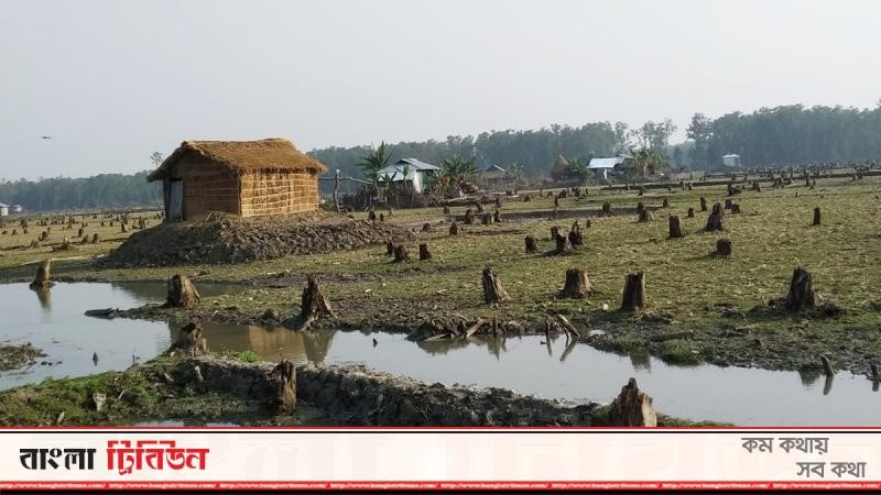 নিঝুম দ্বীপের বন সাবাড় করছে বন্দোবস্তপ্রাপ্তরা