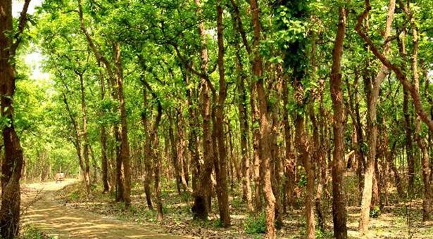 দেড় লাখ দখলদারের কবলে আড়াই লাখ একর বনভূমি