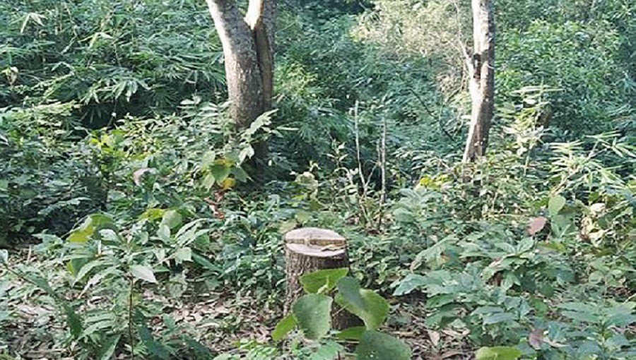 সাড়ে ১০ হাজার দখলদারের পেটে সিলেটের বন