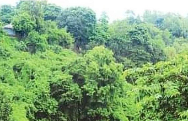 প্রশাসন একাডেমির জন্য ৪ হাজার ৮০৪ কোটি টাকা বাজার মূল্যের বনভূমির দাম ধরা হয়েছে ১ লাখ টাকা