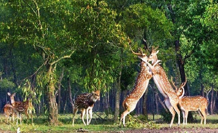 বিশ্ব বন্যপ্রাণী দিবসে জানুন বাংলাদেশে বিপন্ন কত প্রজাতি