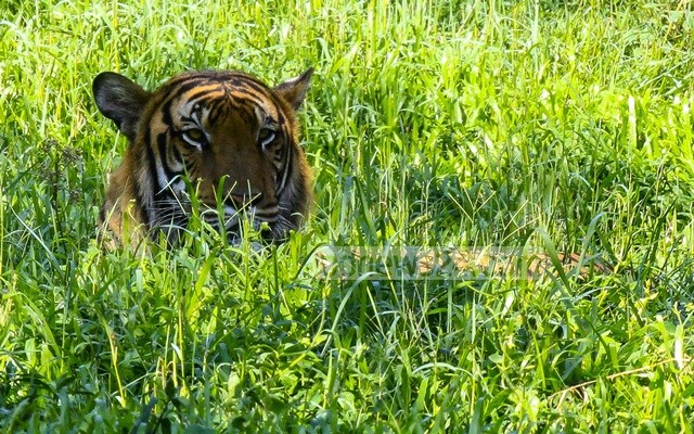 পাহাড়েও বাঘের ‘অভয়ারণ্য গড়ার’ সুপারিশ